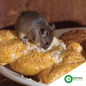 ¿Sabías los daños que origina la orina del ratón?