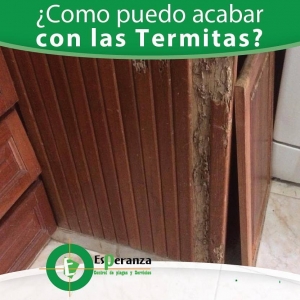 Eliminamos Comején o Termitas