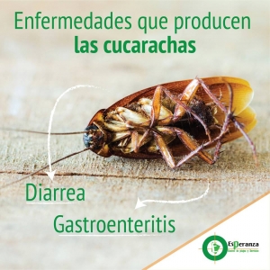 Enfermedades por Cucarachas